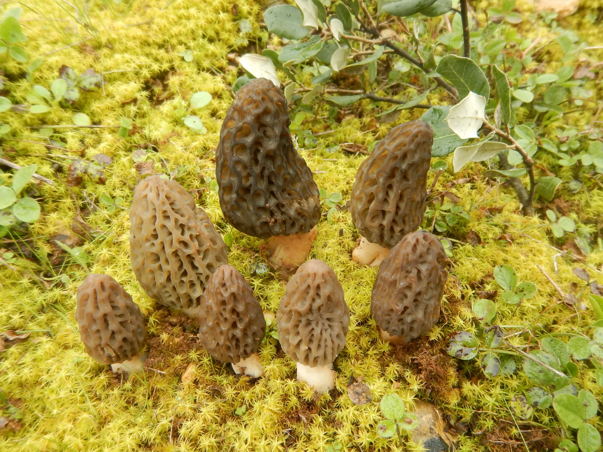 Morchella dunalii, 25-03-22 (4)